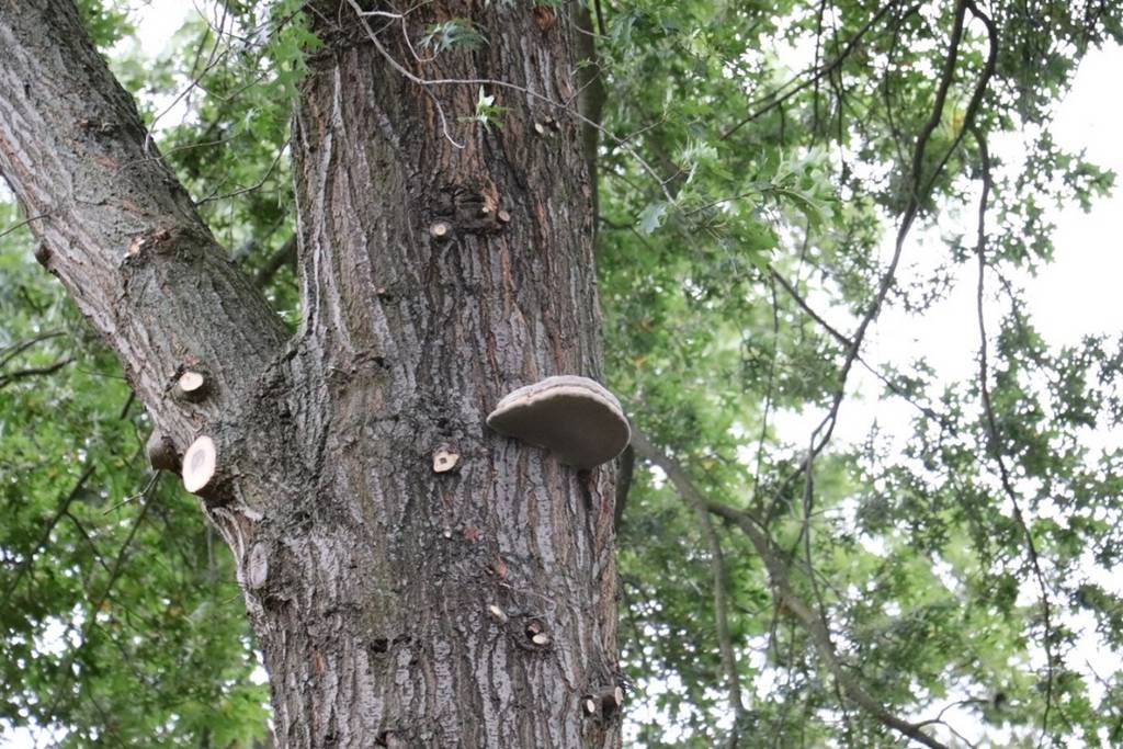 Weißfäule verursachender Zunderschwamm in 10 Meter Höhe