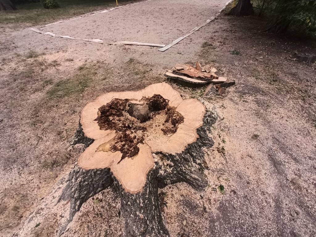 Roteichen-Stumpf, die holzzersetzenden Pilze haben bereits zwei Drittel des Stammes abgebaut.